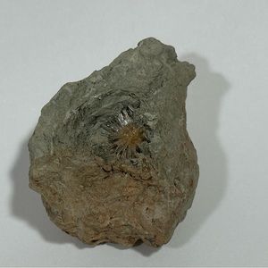 MOVING SALE! Aragonite